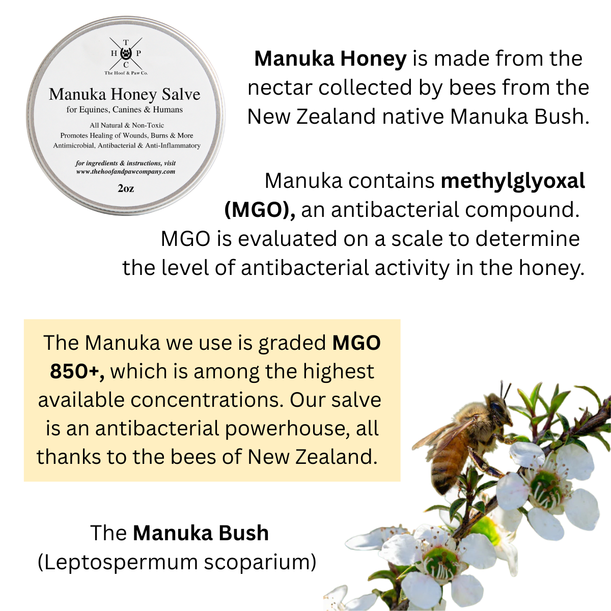 Manuka Honey Healing Salve with Herbal Infusion - For Dogs, Horses & Humans