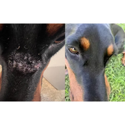 All Natural Hair Regrowth Spray - for Dogs & Horses - 4oz - The Hoof & Paw Co.
