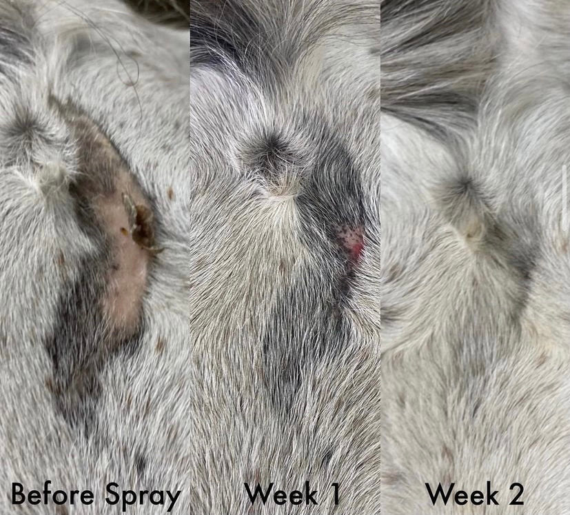 All Natural Hair Regrowth Spray - for Dogs & Horses - 4oz - The Hoof & Paw Co.