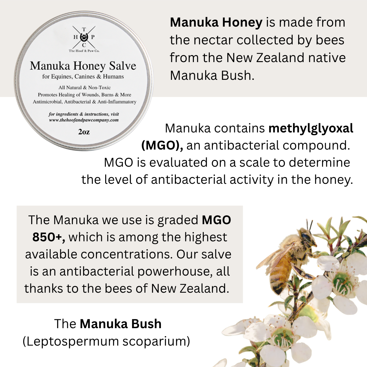 Manuka Honey Healing Salve with Herbal Infusion - For Dogs, Horses & Humans