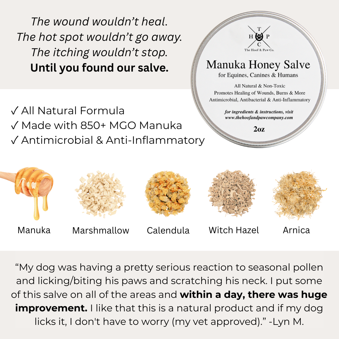 Manuka Honey Healing Salve with Herbal Infusion - For Dogs, Horses & Humans