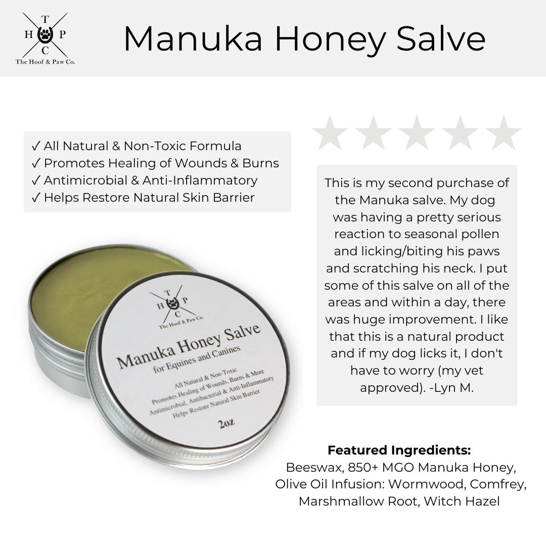 Manuka Honey Healing Salve with Herbal Infusion - For Dogs, Horses & Humans- 2oz