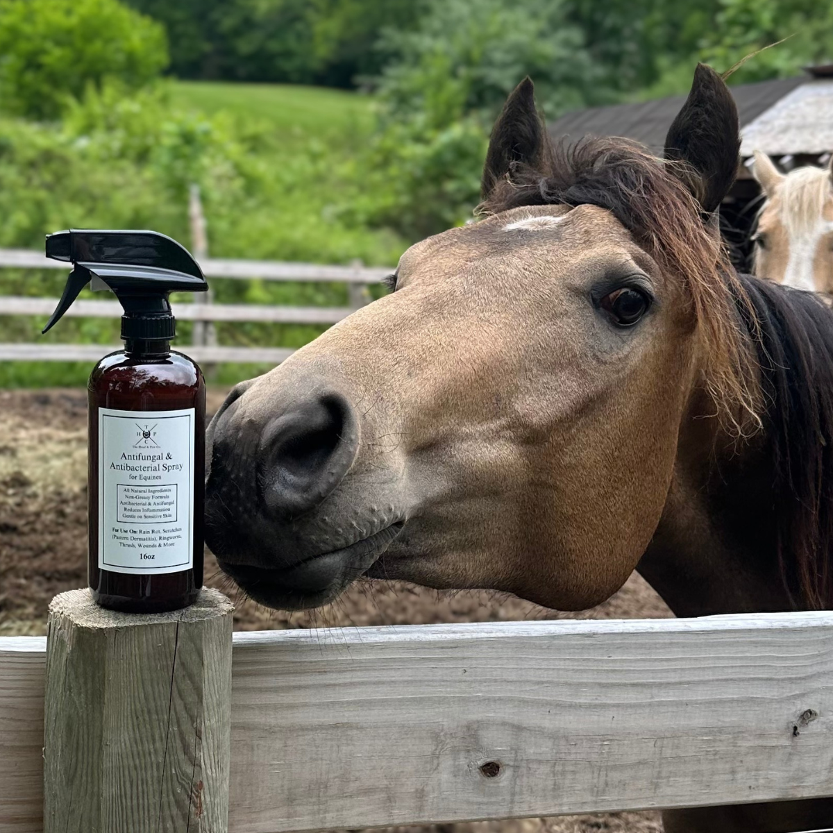 Antifungal & Antibacterial Spray - for Horses - 16oz